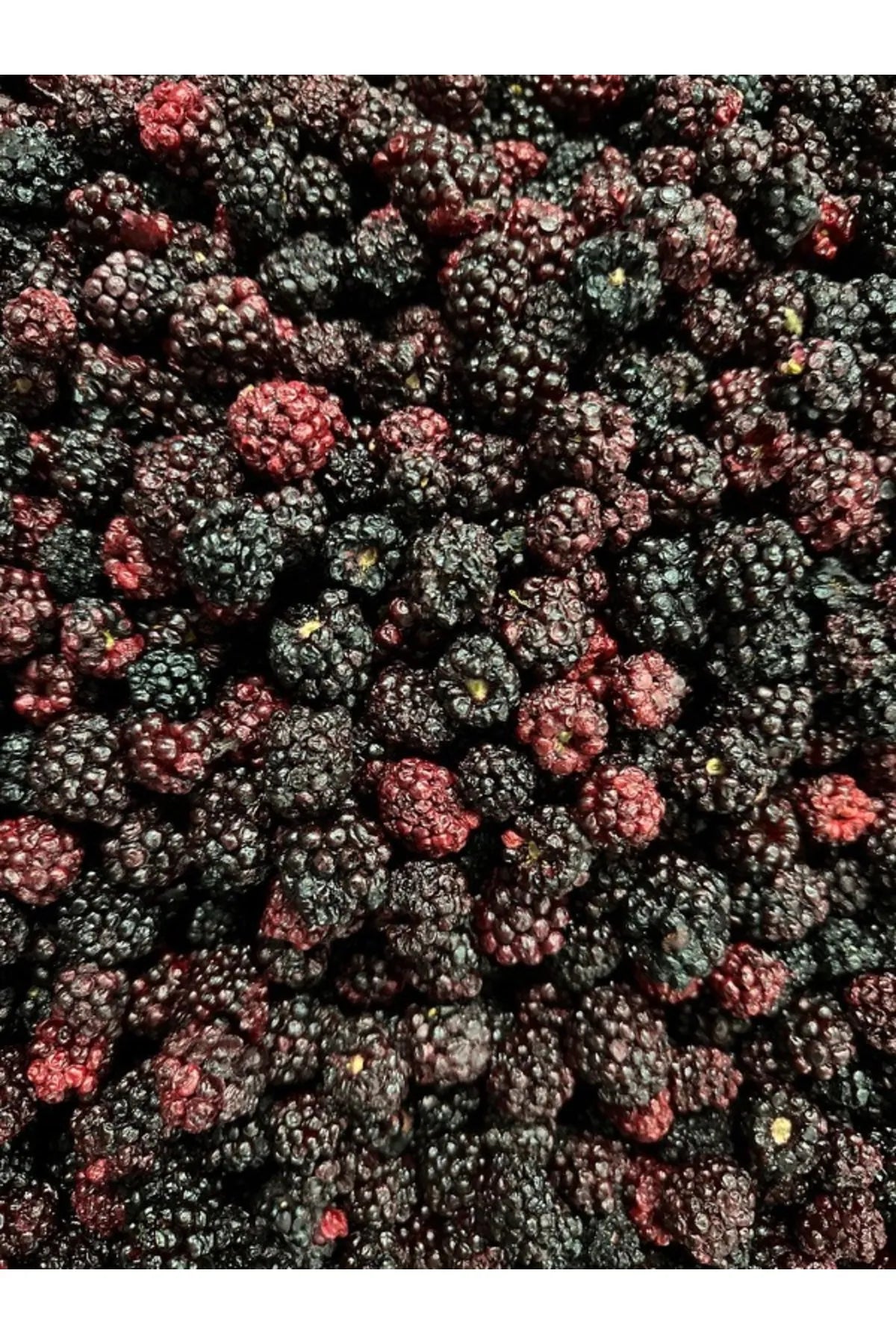 Blackberry Crisps | Freeze Dried Fruit Chips | 10x15g Natural Snack